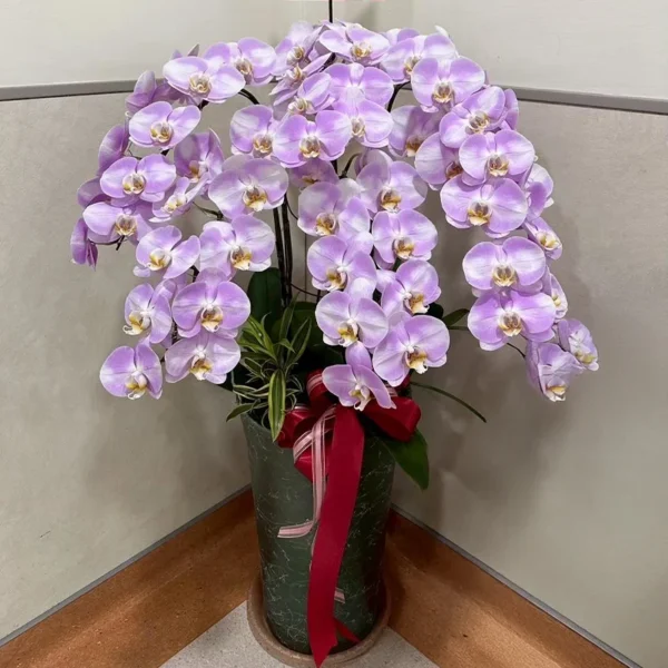 祝賀蘭花G_弘曜花藝版權所有