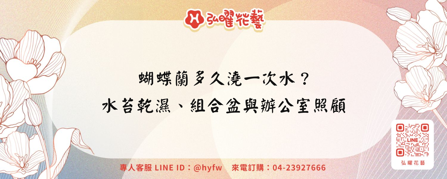 蝴蝶蘭多久澆一次水？水苔乾濕、組合盆與辦公室照顧