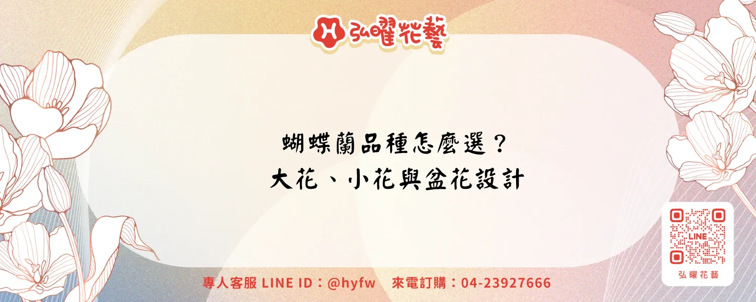 蝴蝶蘭品種｜弘曜花藝