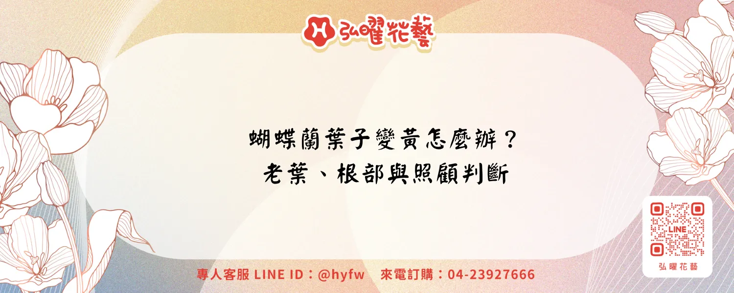 蝴蝶蘭葉子變黃｜弘曜花藝
